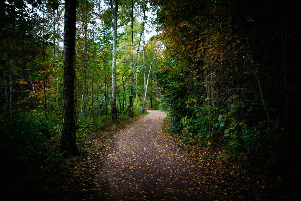 A serene autumn pathway surrounded by rich, colorful foliage in a dense forest setting.
